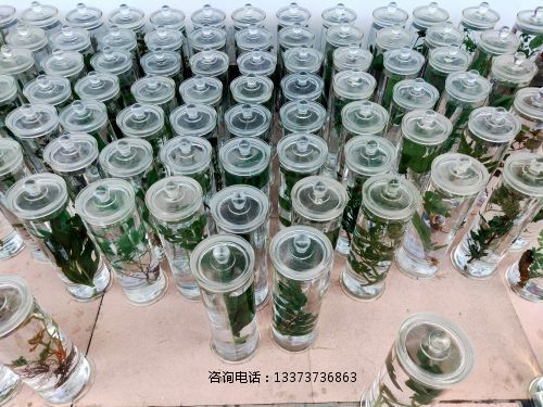 ******浸制标本_(6).jpg
