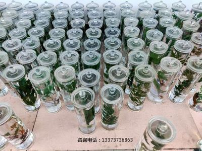 中药浸制标本教学标本