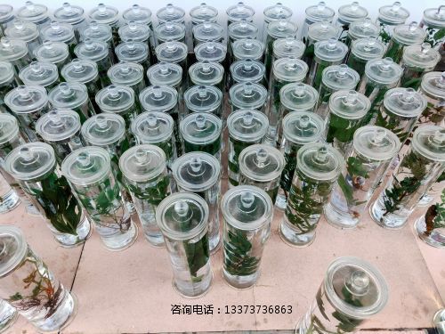 ******浸制标本教学标本
