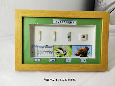 昆虫生活史标本七星瓢虫标本教学标本