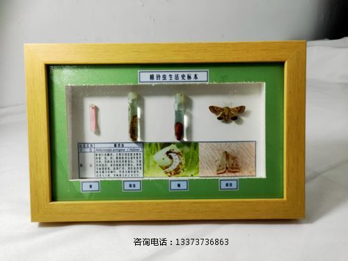 农业害虫生活史标本棉铃标本教学标本