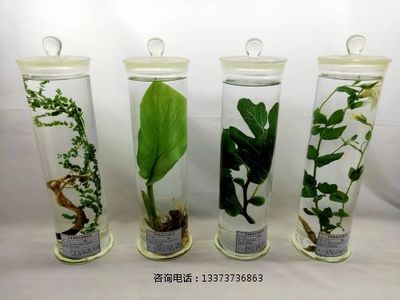 中药浸制标本教学标本