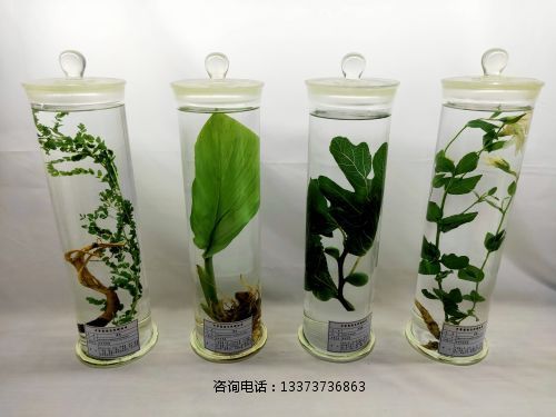 ******浸制标本教学标本