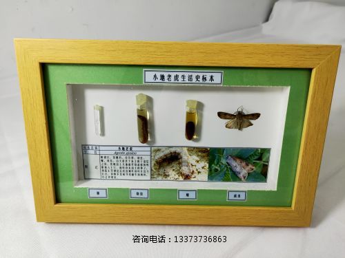 农业害虫生活史标本小地老虎.jpg