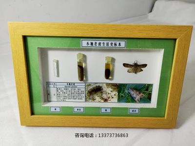 农业害虫生活史标本小地老虎标本教学标本