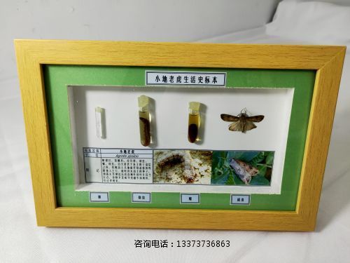 农业害虫生活史标本小地老虎标本教学标本
