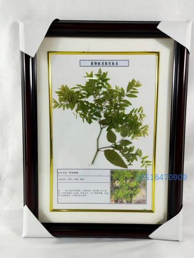 植物病害标本枣丛枝病标本