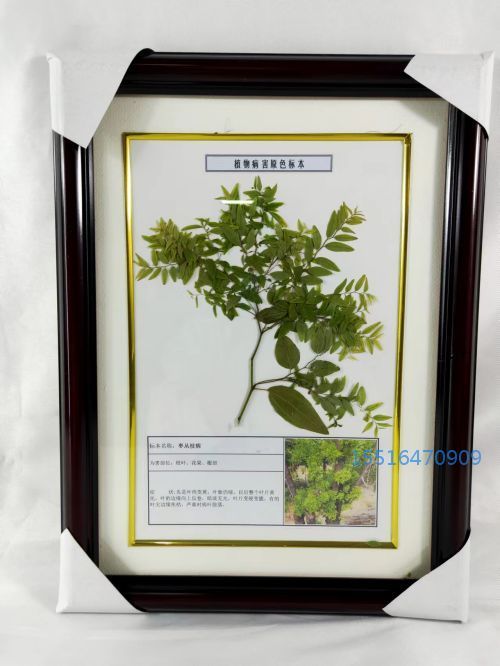 植物病害标本枣丛枝病标本