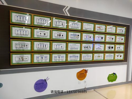 昆虫生活史标本教学标本展示标本
