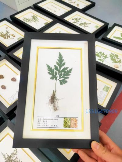 植物腊叶标本黄连标本实验标本