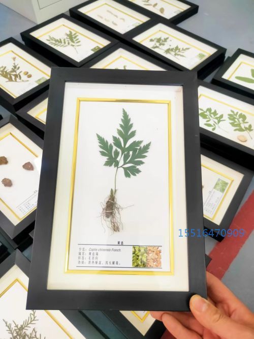 植物腊叶标本黄连标本实验标本