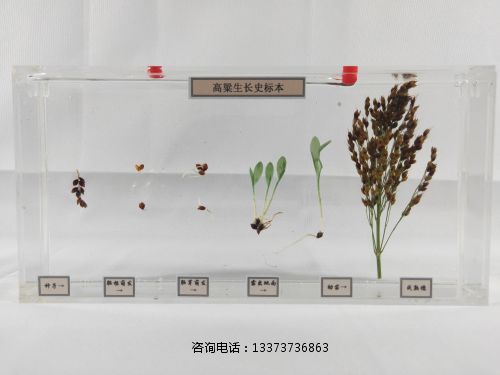 植物浸制标本生长史标本高粱.jpg