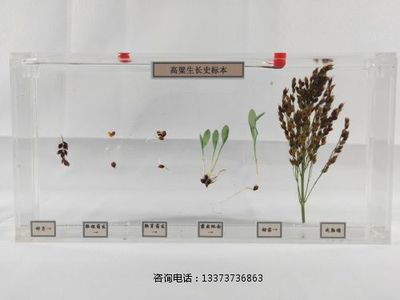 植物浸制标本高粱生长史标本教学标本