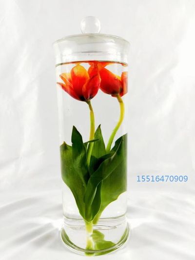 植物浸制标本郁金香标本展示标本