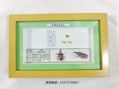 储粮害虫标本玉米象.jpg