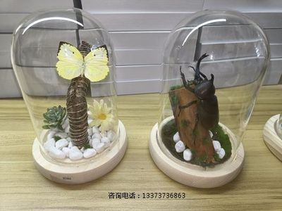 微景观昆虫标本教学标本