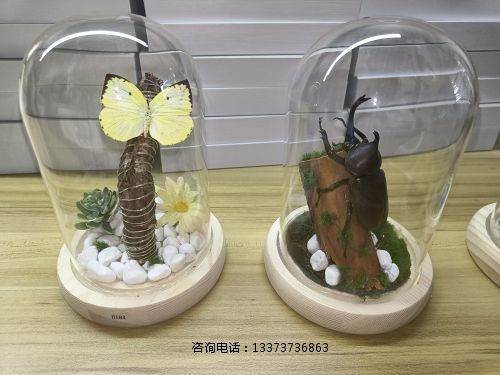 微景观昆虫标本教学标本