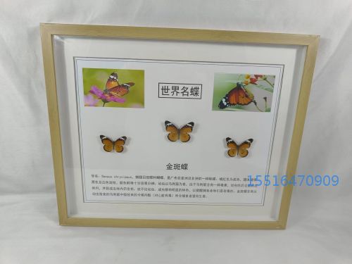 金斑蝶标本.jpg