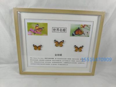 金斑蝶标本实验标本