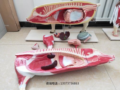 模型猪.jpg