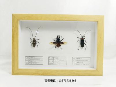 昆虫标本天牛 扁锹标本教学标本