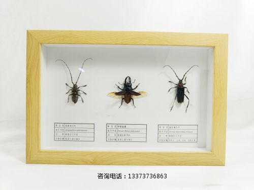 昆虫标本天牛 扁锹标本教学标本
