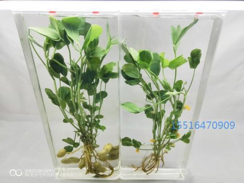 植物浸制标本花生标本教学标本