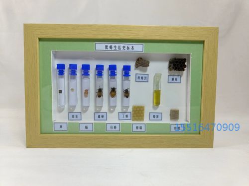 蜜蜂生活史标本.jpg