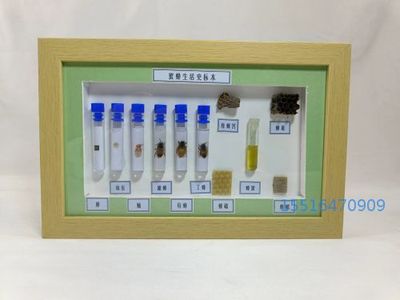 昆虫标本蜜蜂生活史标本教学标本