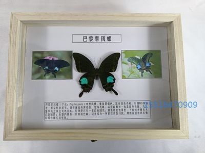 蝴蝶标本巴黎翠凤蝶标本制作标本