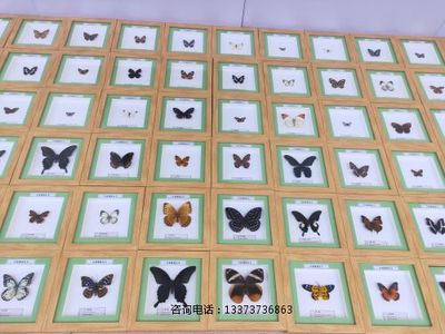 蝴蝶标本教学标本展示标本
