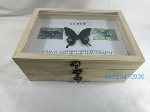 巴黎翠凤蝶标本_(2).jpg