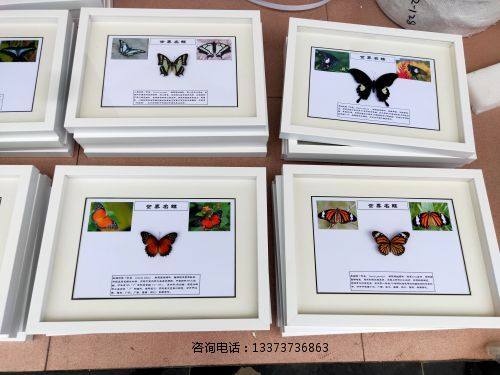 蝴蝶标本世界名蝶_(2).jpg