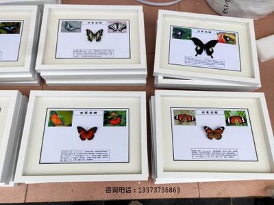 蝴蝶标本世界名蝶标本教学标本