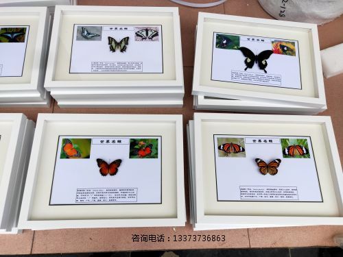 蝴蝶标本世界名蝶标本教学标本