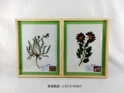 植物腊叶标本地角儿苗 菊花标本教学标本