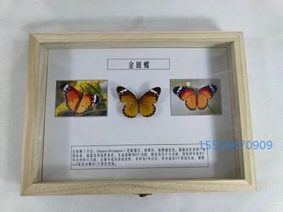 蝴蝶金斑蝶标本教学标本