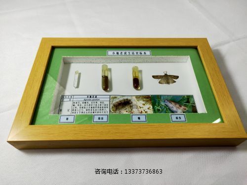 农业害虫生活史标本小地老虎标本教学标本