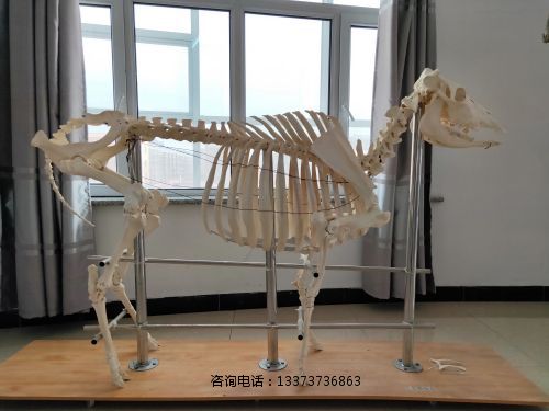 牛骨骼标本.jpg
