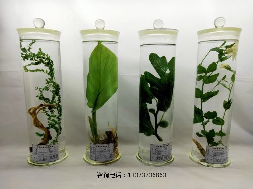 ******浸制标本_(1) ******浸制标本_(1).jpg