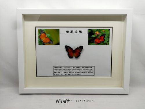 蝴蝶标本红锯蛱蝶.jpg