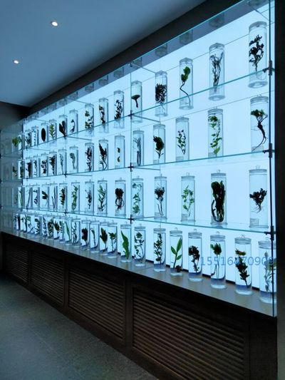 植物浸制标本展示标本