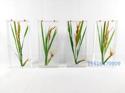 植物浸制标本水稻标本教学标本