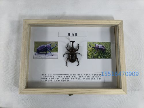 独角仙标本_(2) 独角仙标本_(2).jpg