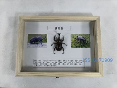 独角仙标本教学标本