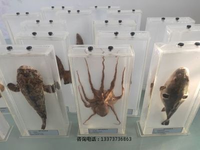 海洋生物浸制标本教学标本
