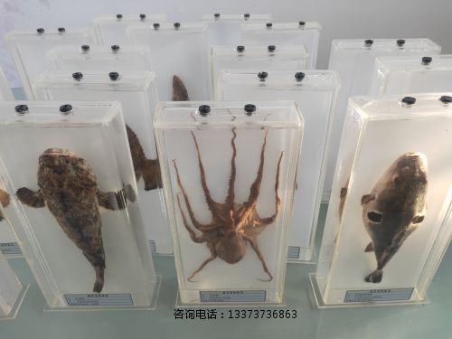 海洋生物浸制标本教学标本
