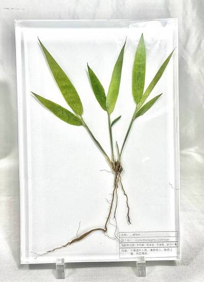 淡竹叶包埋标本