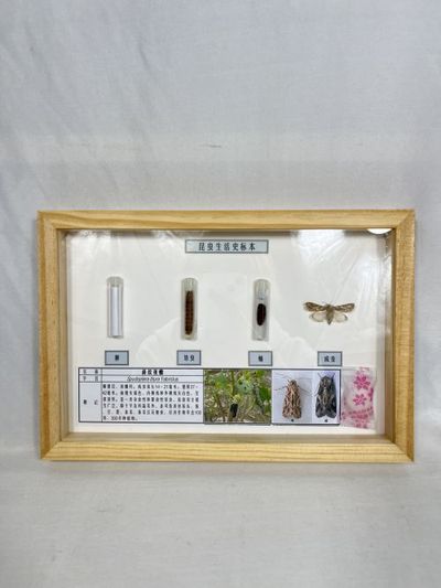 斜纹夜蛾生活史标本 昆虫生活史标本 科普教学用品