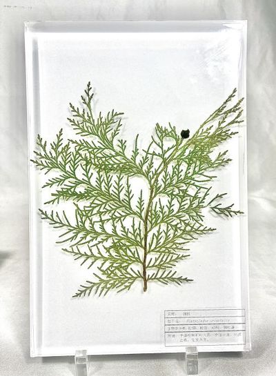 侧柏包埋标本 中草药包埋标本  植物包埋标本